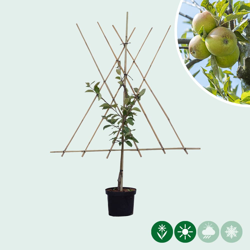 Malus d. 'Elstar' als Spalier