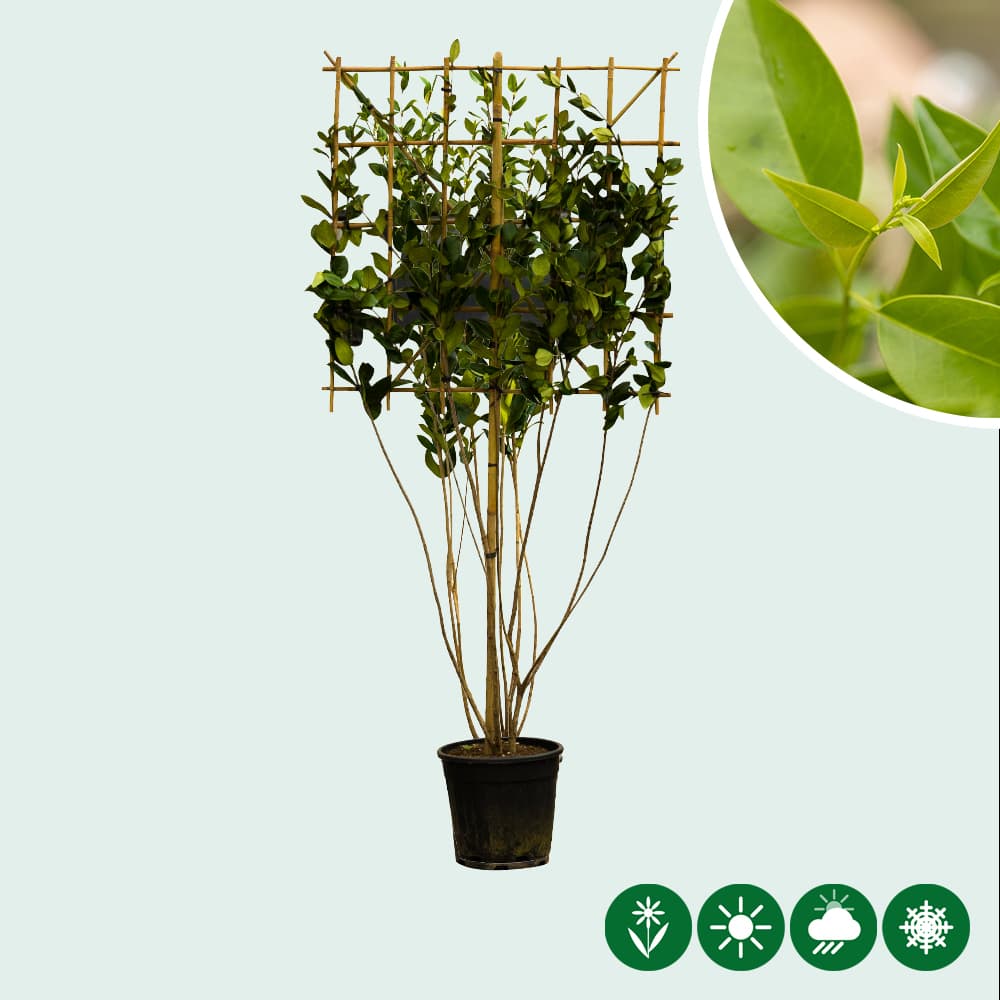 Japanische Liguster mehrstämmige Spalierbaum