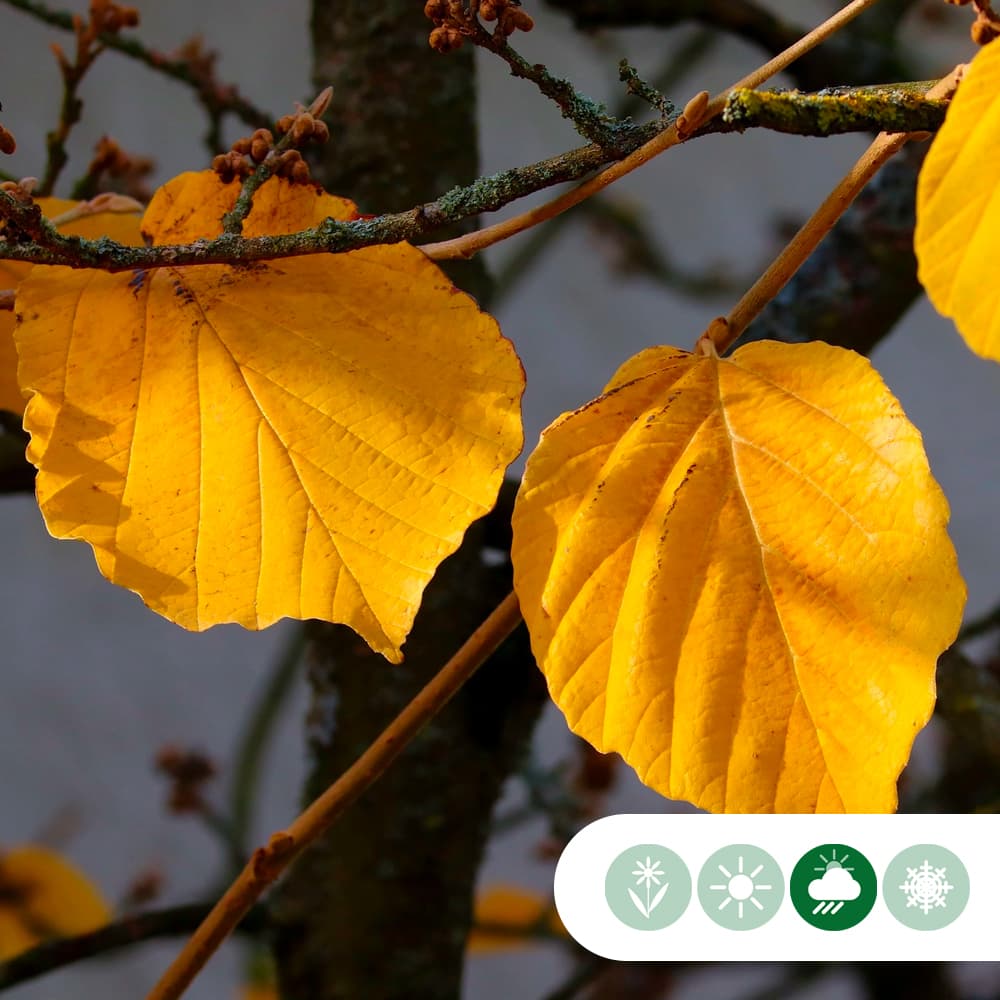 Chinesische Zaubernuss