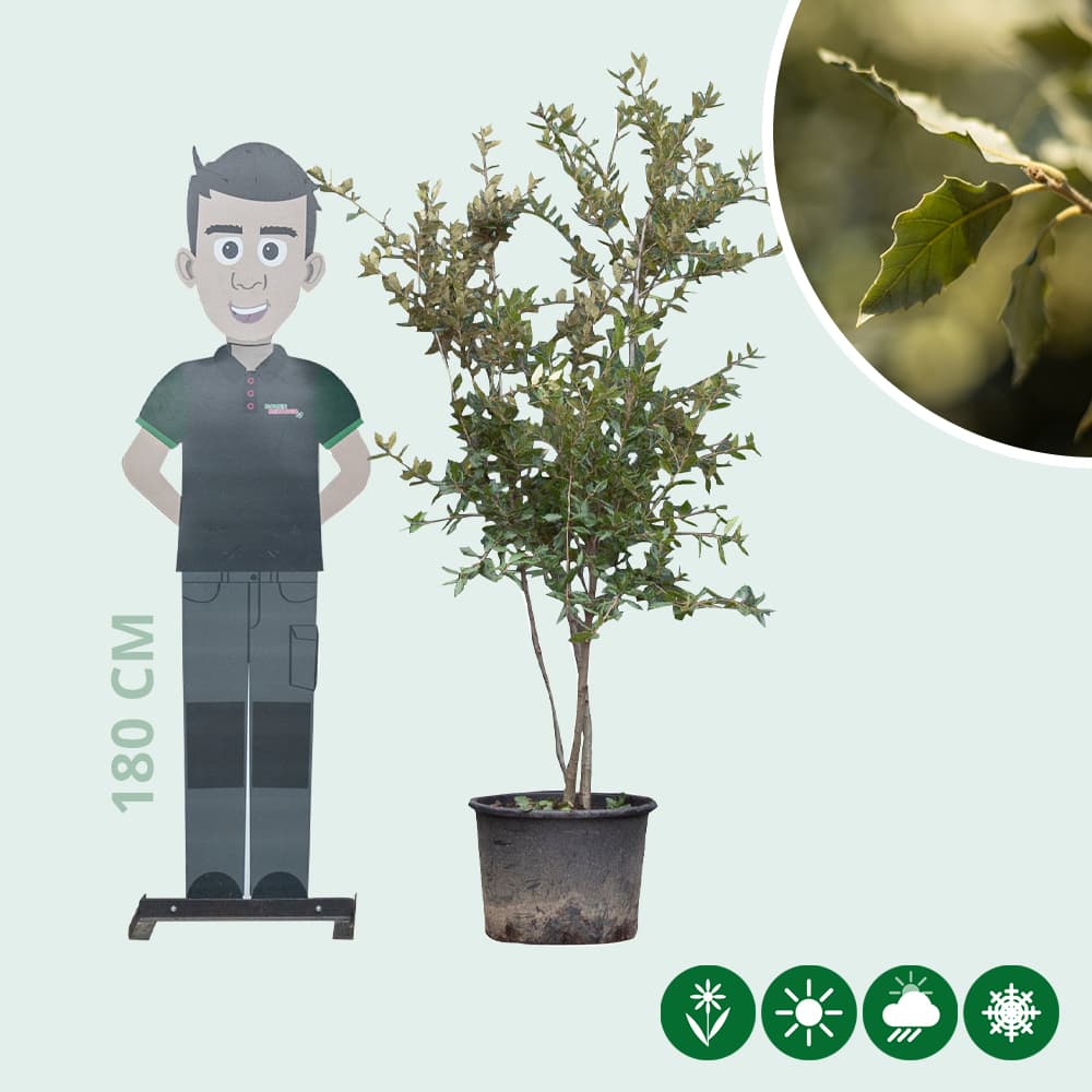 Mehrstämmige Steineiche