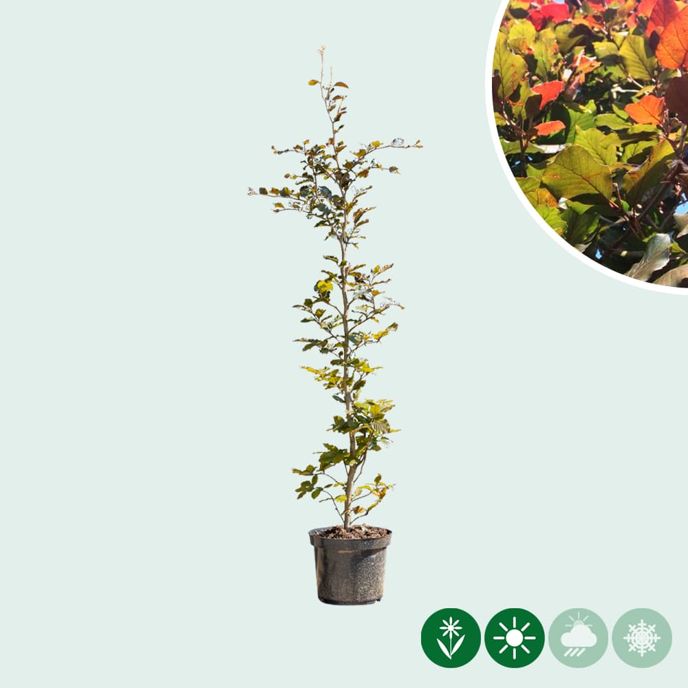 Blutbuchenhecke pro Stück 2