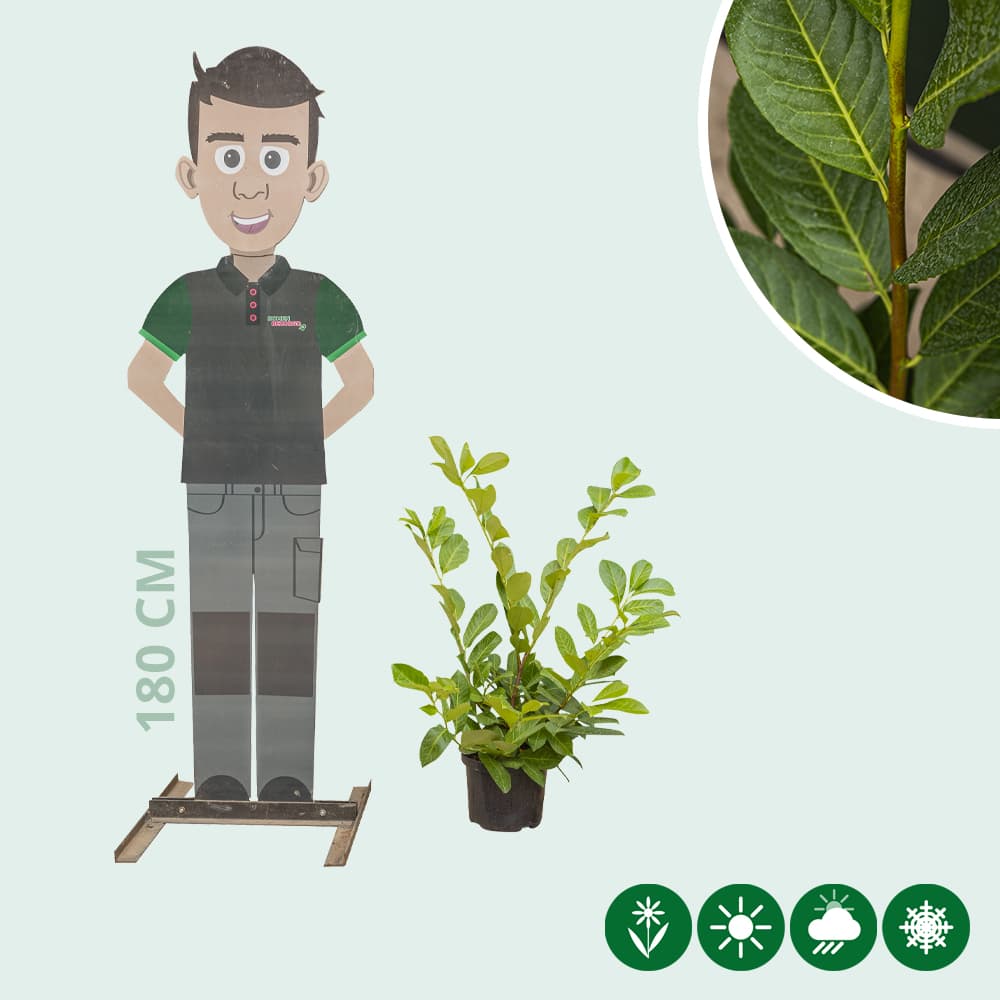 Kirschlorbeerhecke 'Rotundifolia'