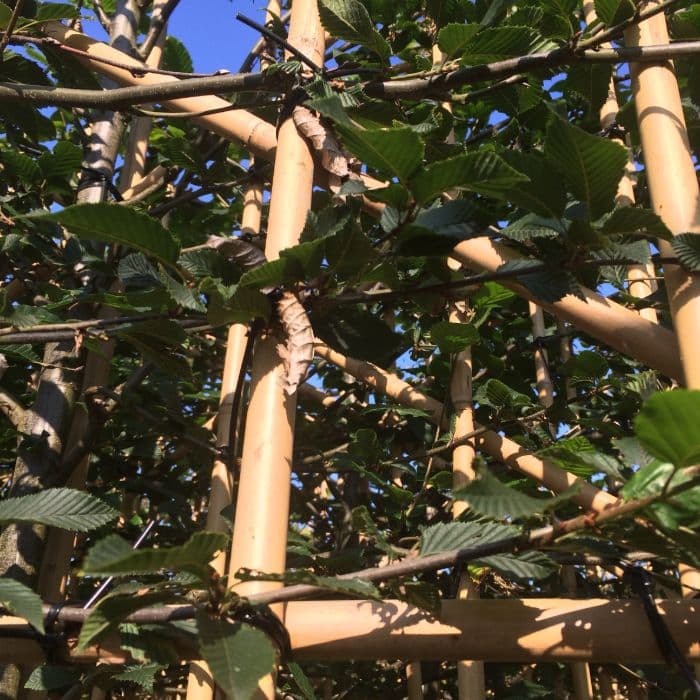 Hainbuche als Spalier