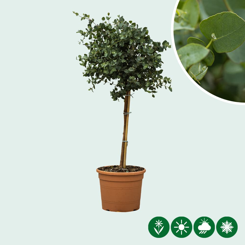 Mostgummi-Eukalyptus