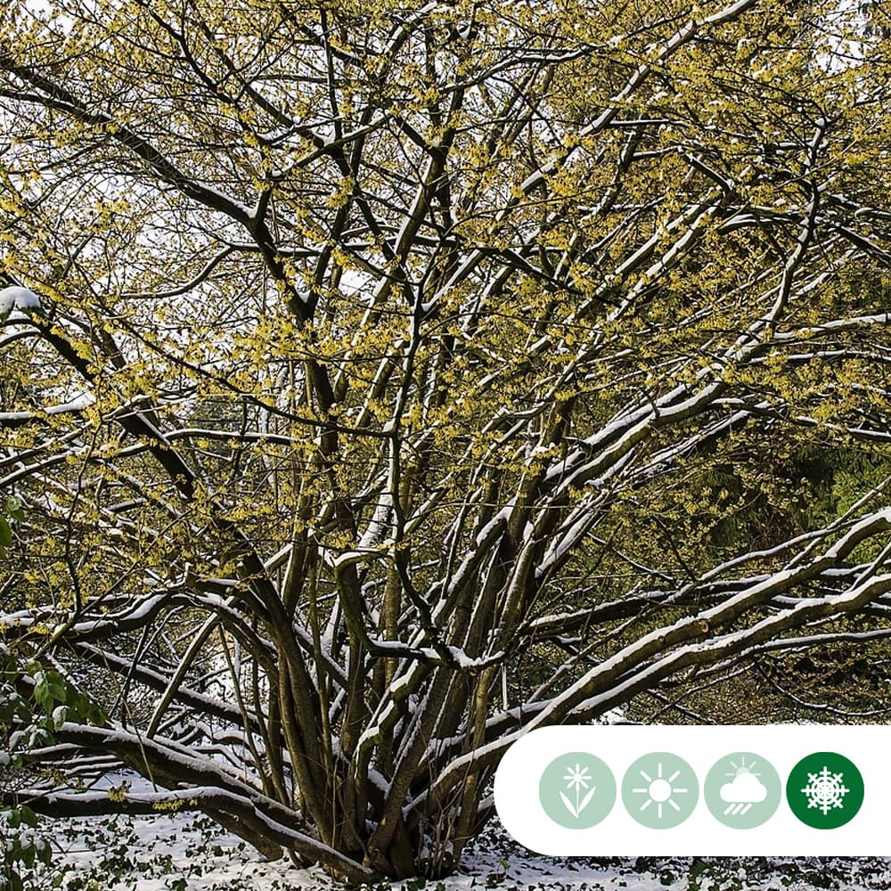 Chinesische Zaubernuss