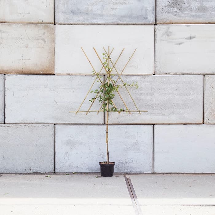 Kirschbaum als Spalier