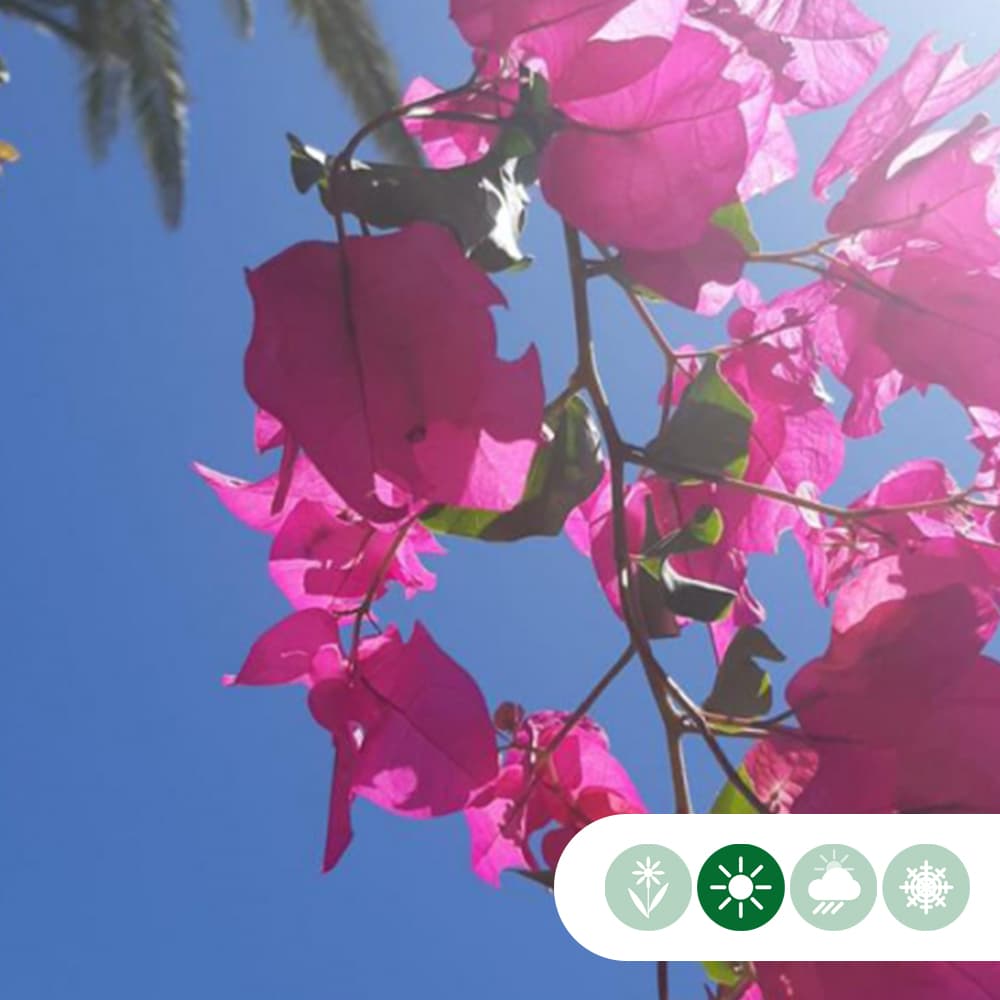 Bougainvillea glabra 'Alexandra'