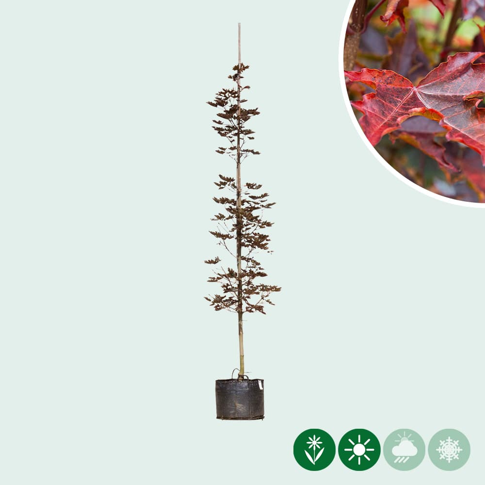 Ahorn Crimson Sentry Spindelbusch