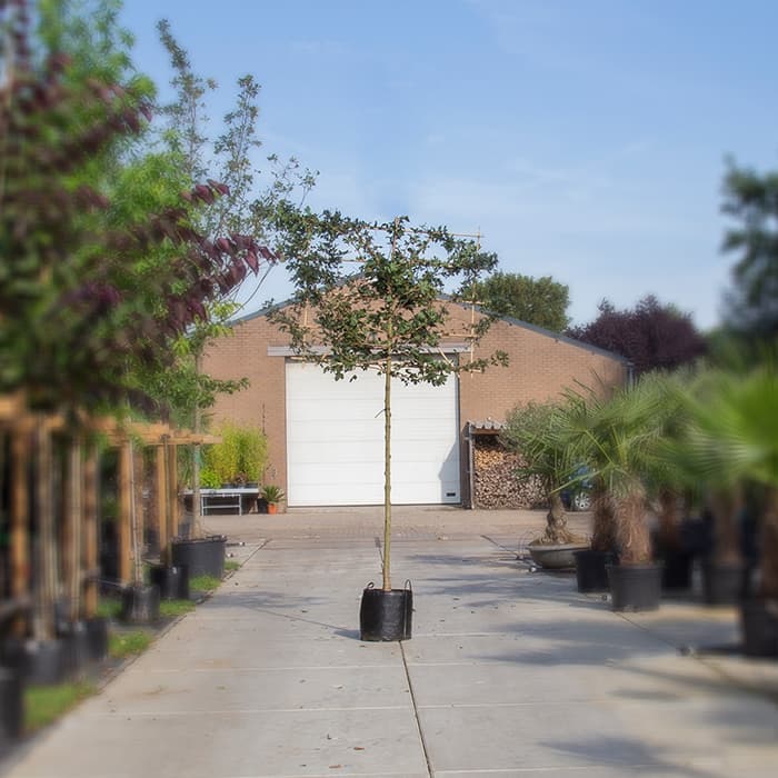 Roter Feldahorn als Spalier 2