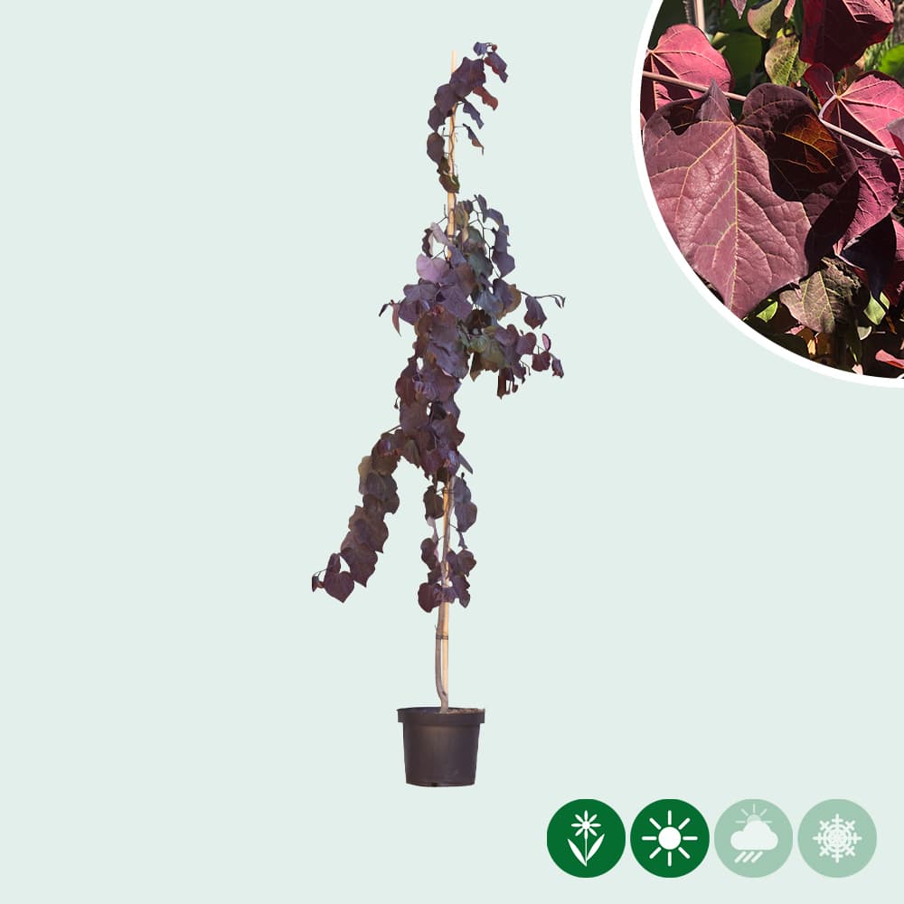 Judasbaum Ruby Falls