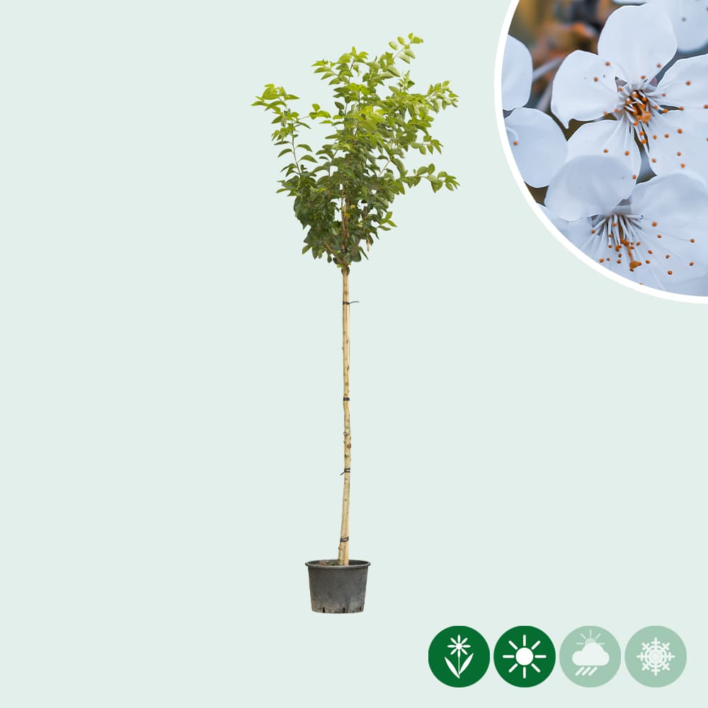 Japanische Blütenkirsche 'Umineko'