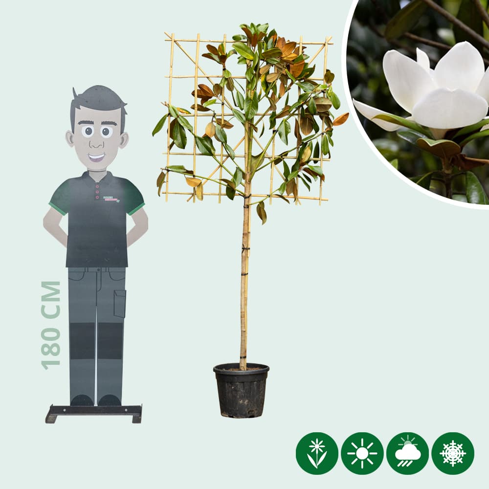 Magnolie grandiflora als Spalier