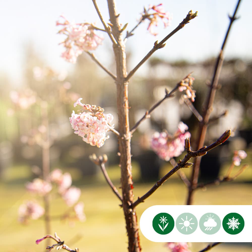 Schneeball mehrstämmig