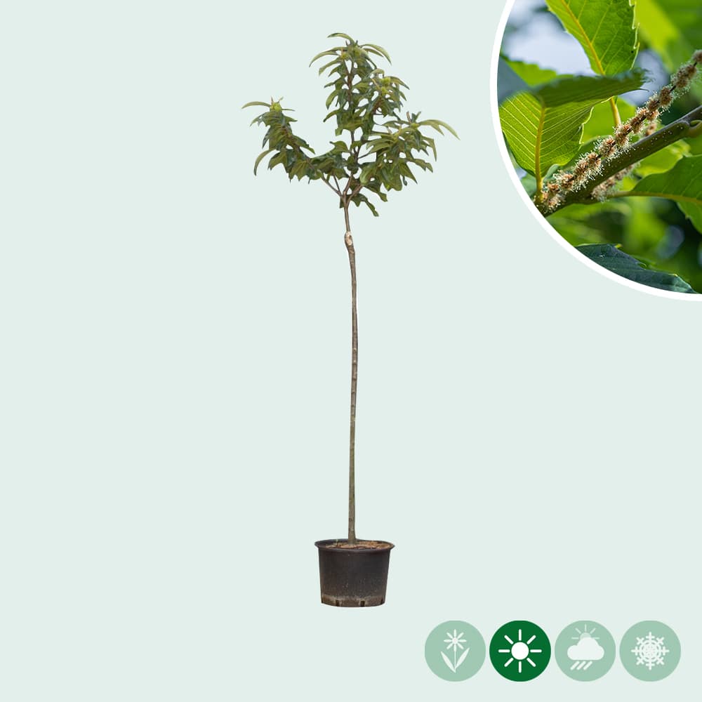 Edelkastanie Doree de Lyon