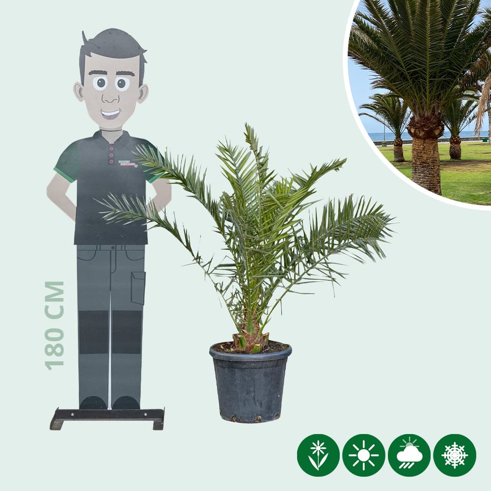 Kanarische Dattelpalme