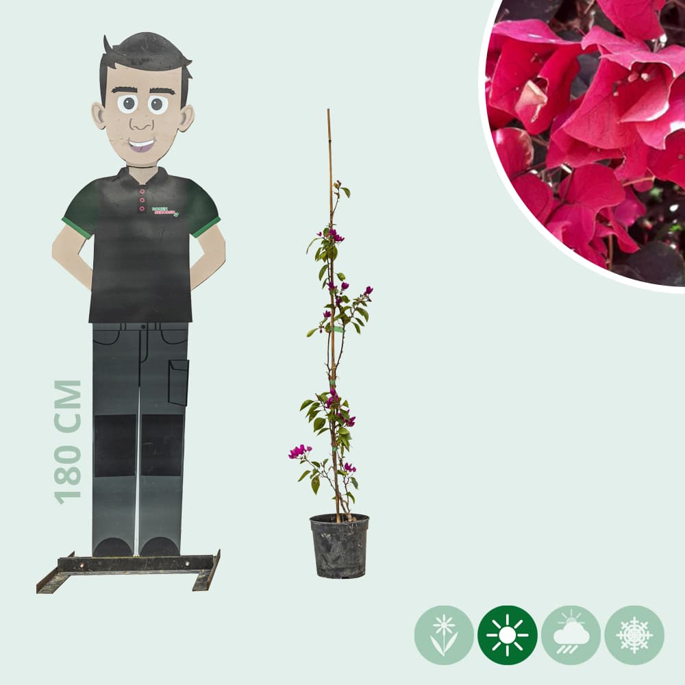 Bougainvillea glabra 'Alexandra'