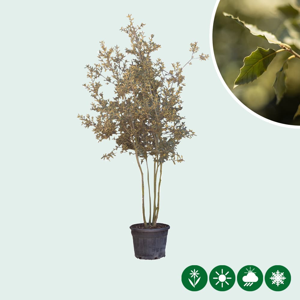 Mehrstämmige Steineiche