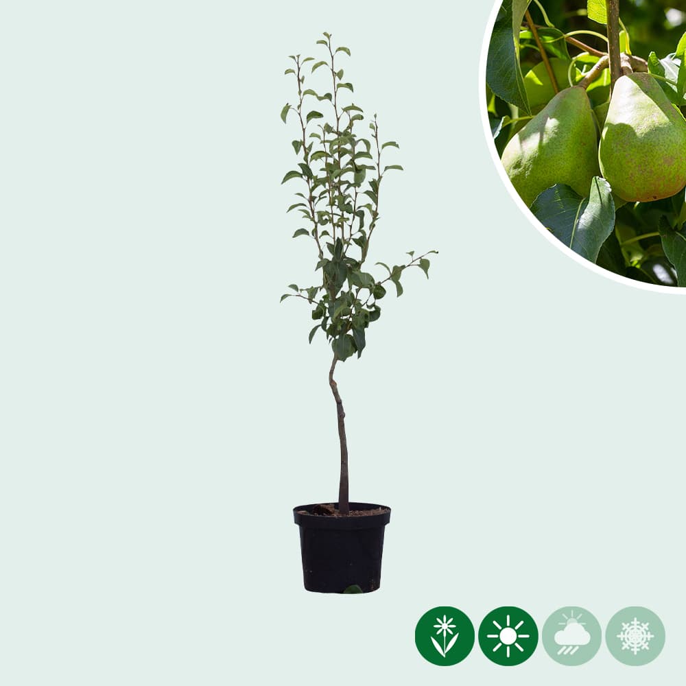 Pyrus c. 'Doyenne du Comice'