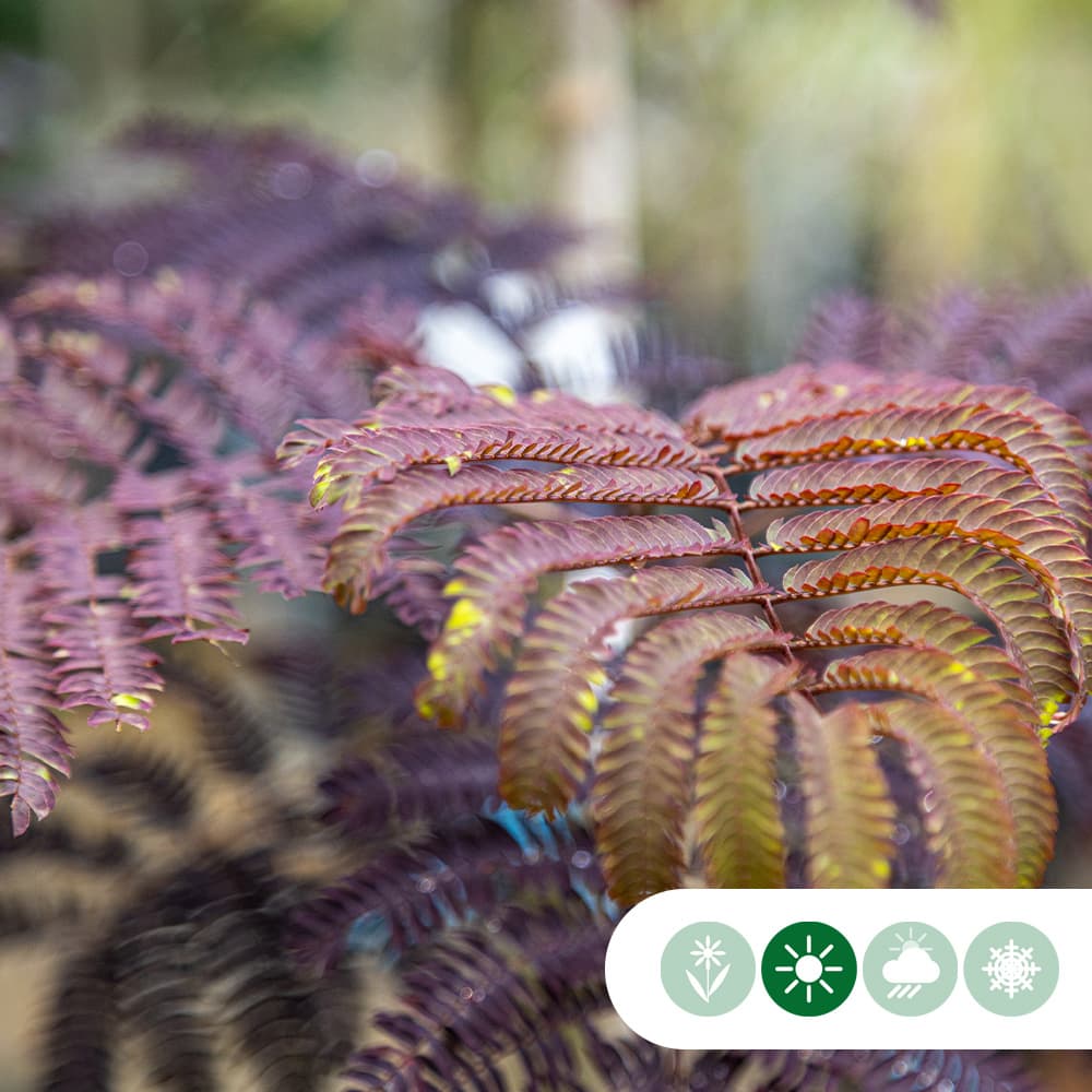 Roter Persischer Schlafbaum