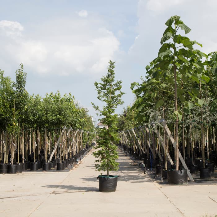 Rotbuche Spindelbusch