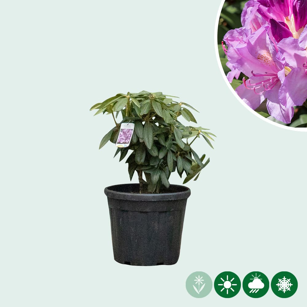 Rhododendron Catawbiense boursault