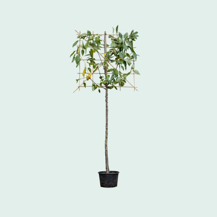 Kordia Spalierbaum groß