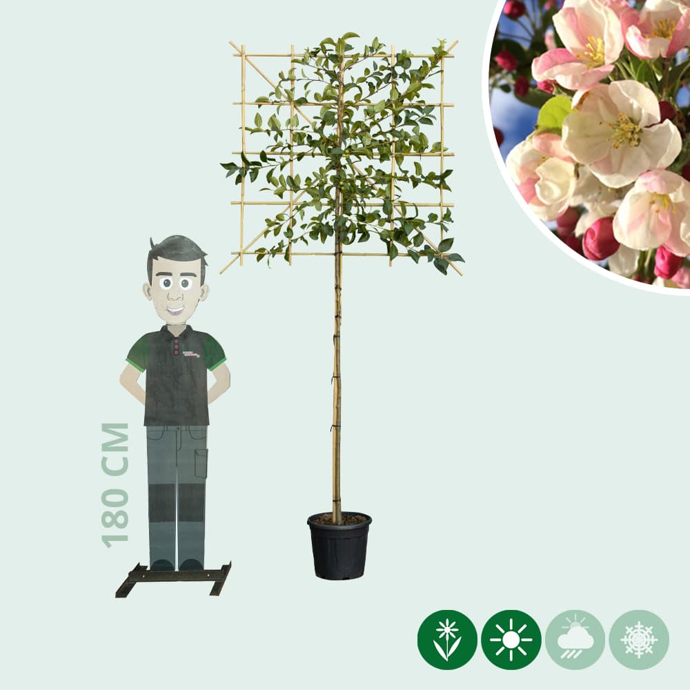 Zierapfel als Spalier