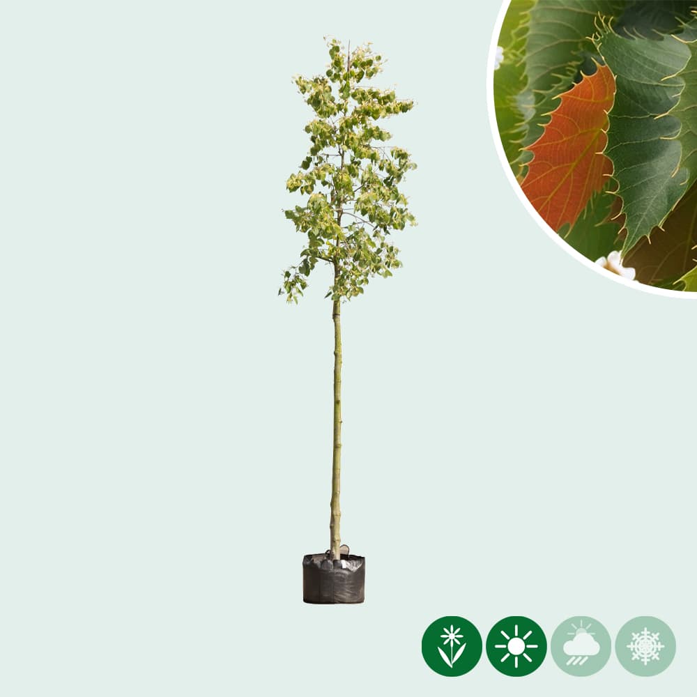 Linde Tilia henryana