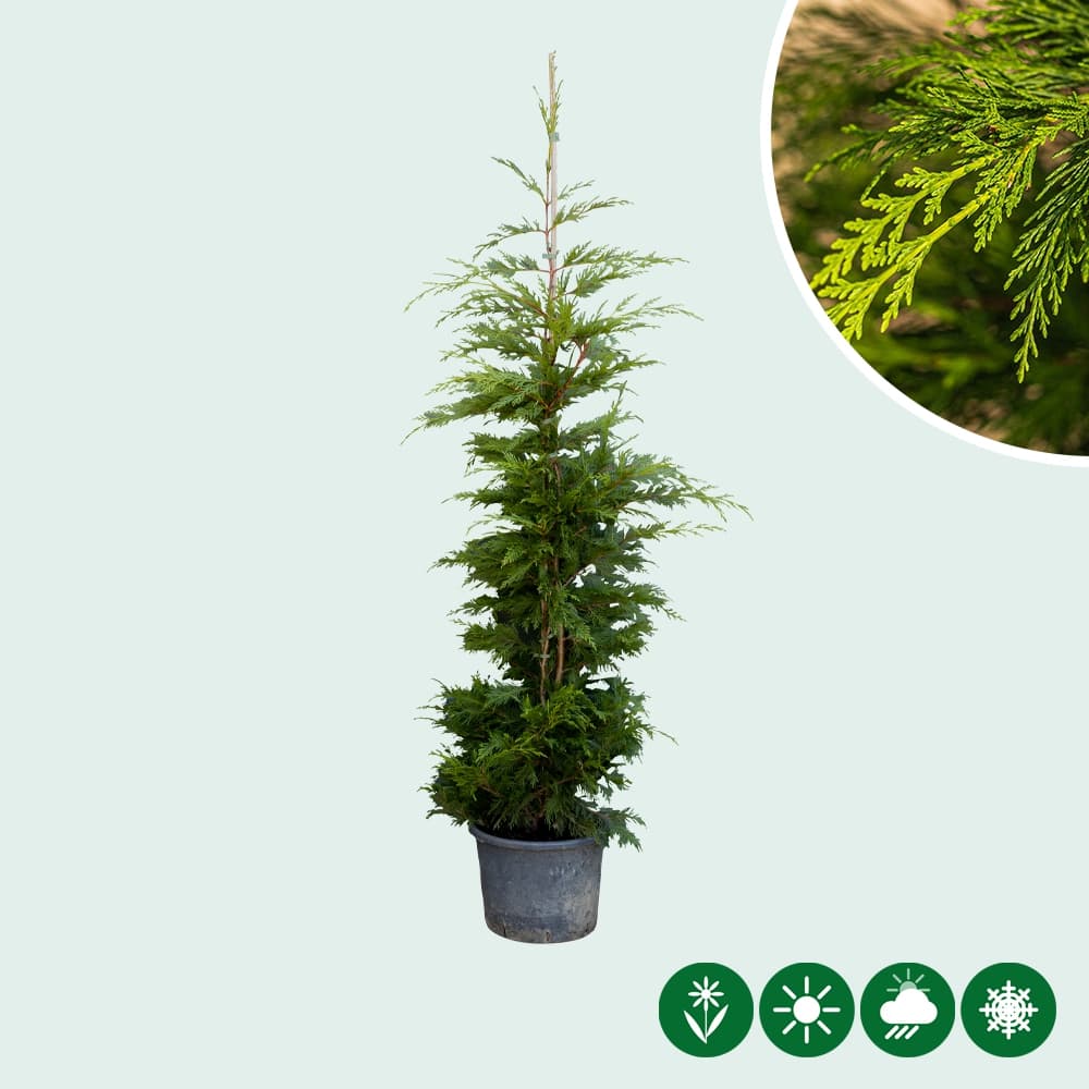 Leyland Zypresse (Cupressocyparis leylandii)