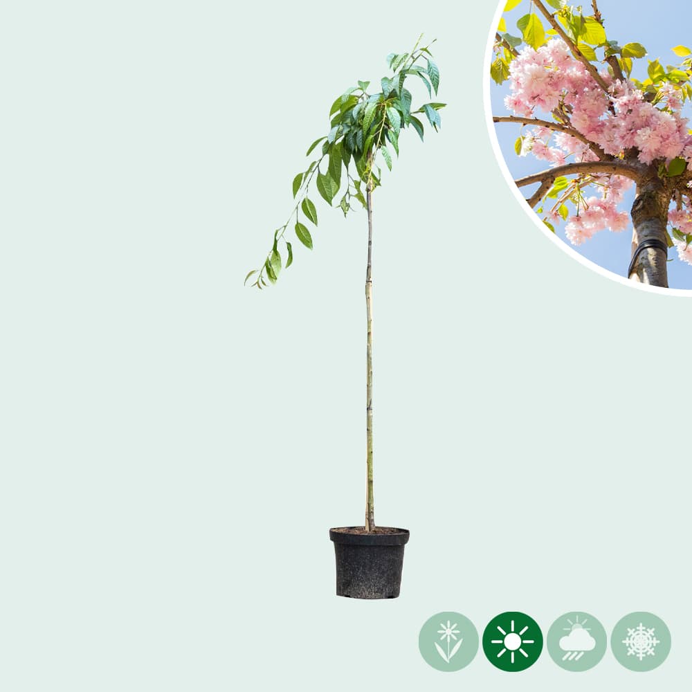 Japanische Hänge-Blütenkirsche