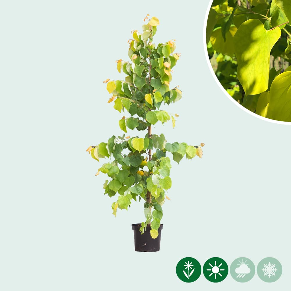 Judasbaum 'Eternal Flame'