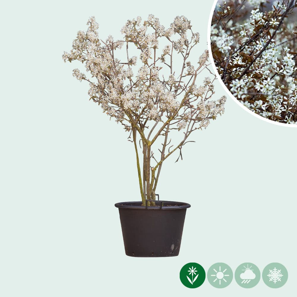 Mehrstämmige Felsenbirne