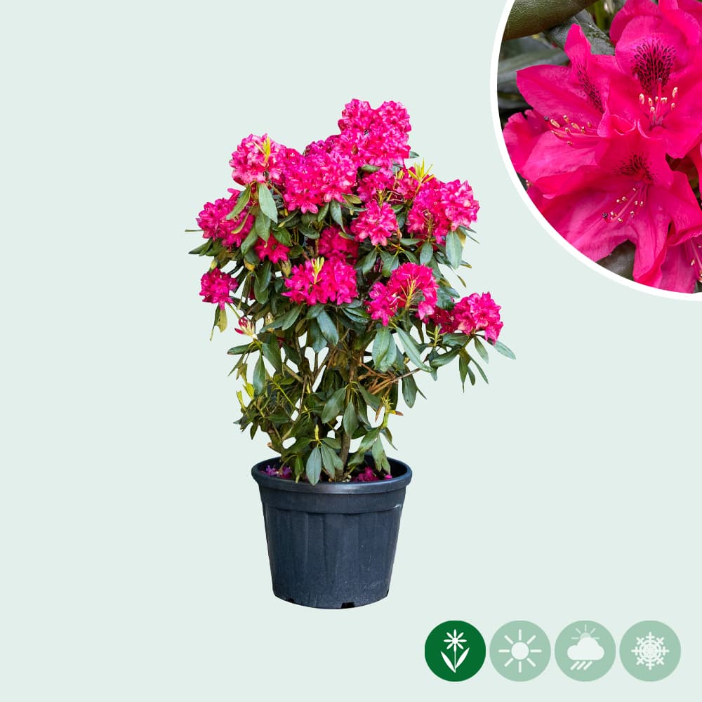 Rhododendron 'Nova Zembla'