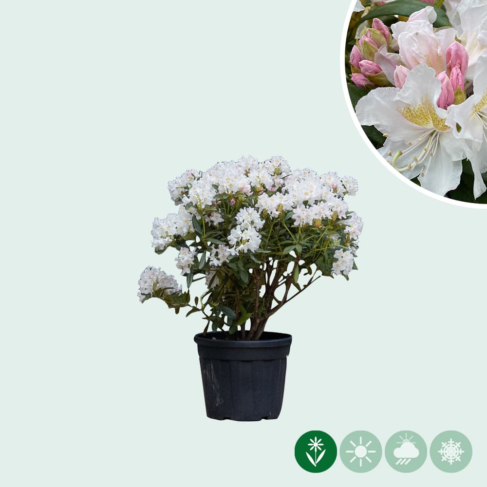 Rhododendron 'Cunningham's White'