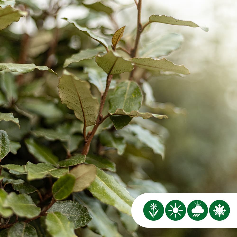 Niedriger Ölweide kugelförmig