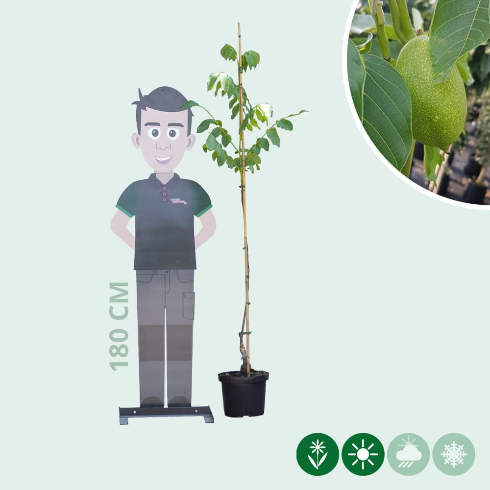 Walnussbaum Lange van Lod