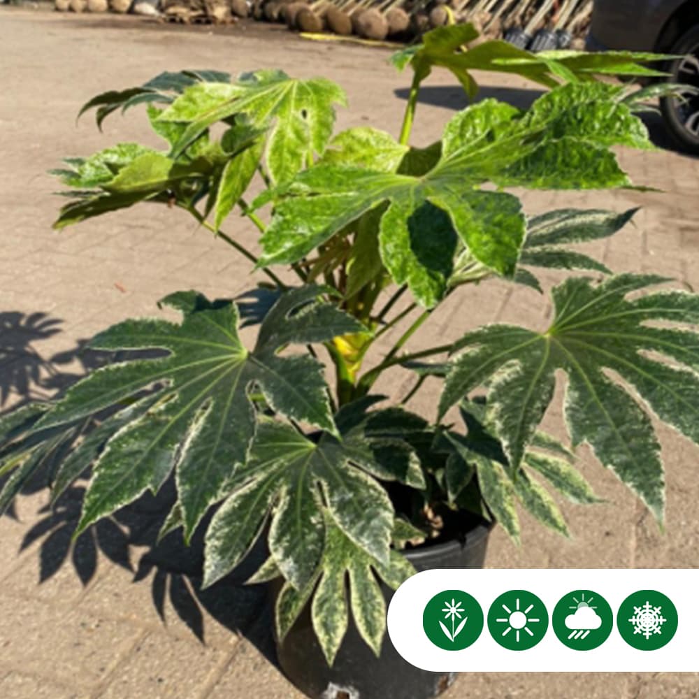 Zimmeraralie Spiders web