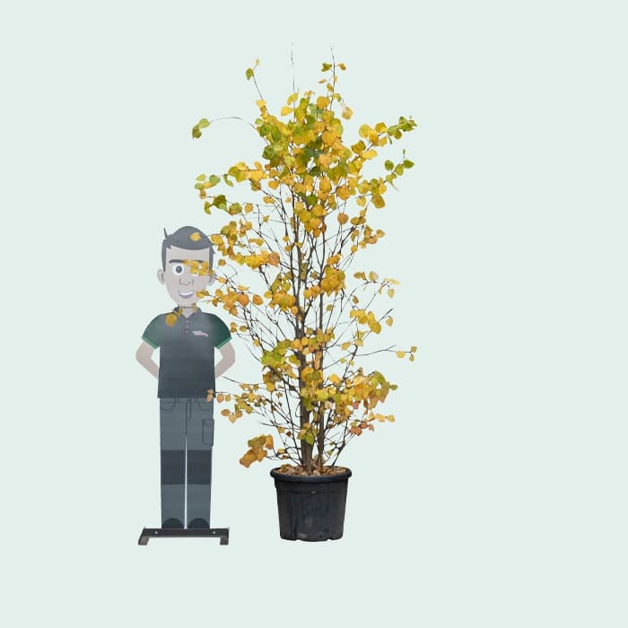 Katsurabaum mehrstämmig