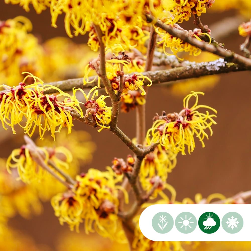 Chinesische Zaubernuss