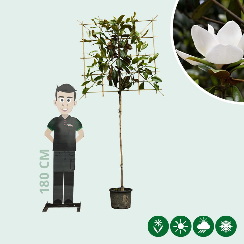 Magnolie grandiflora als Spalier