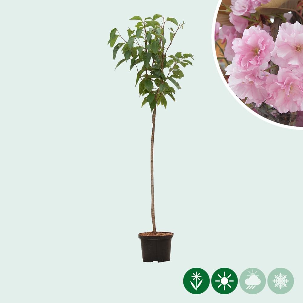 Japanische Blütenkirsche