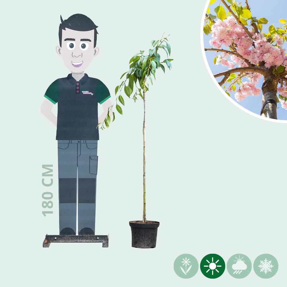 Japanische Hänge-Blütenkirsche