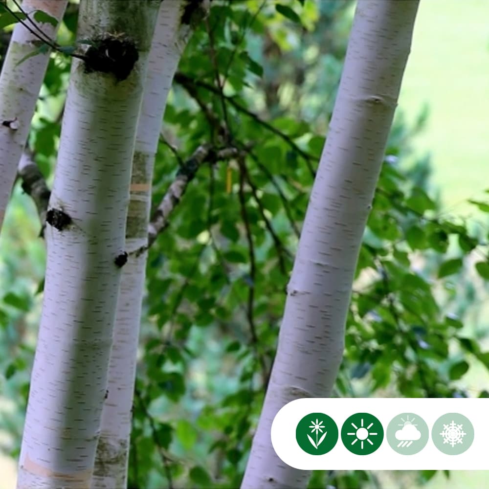 Himalaya-Birke mehrstämmig