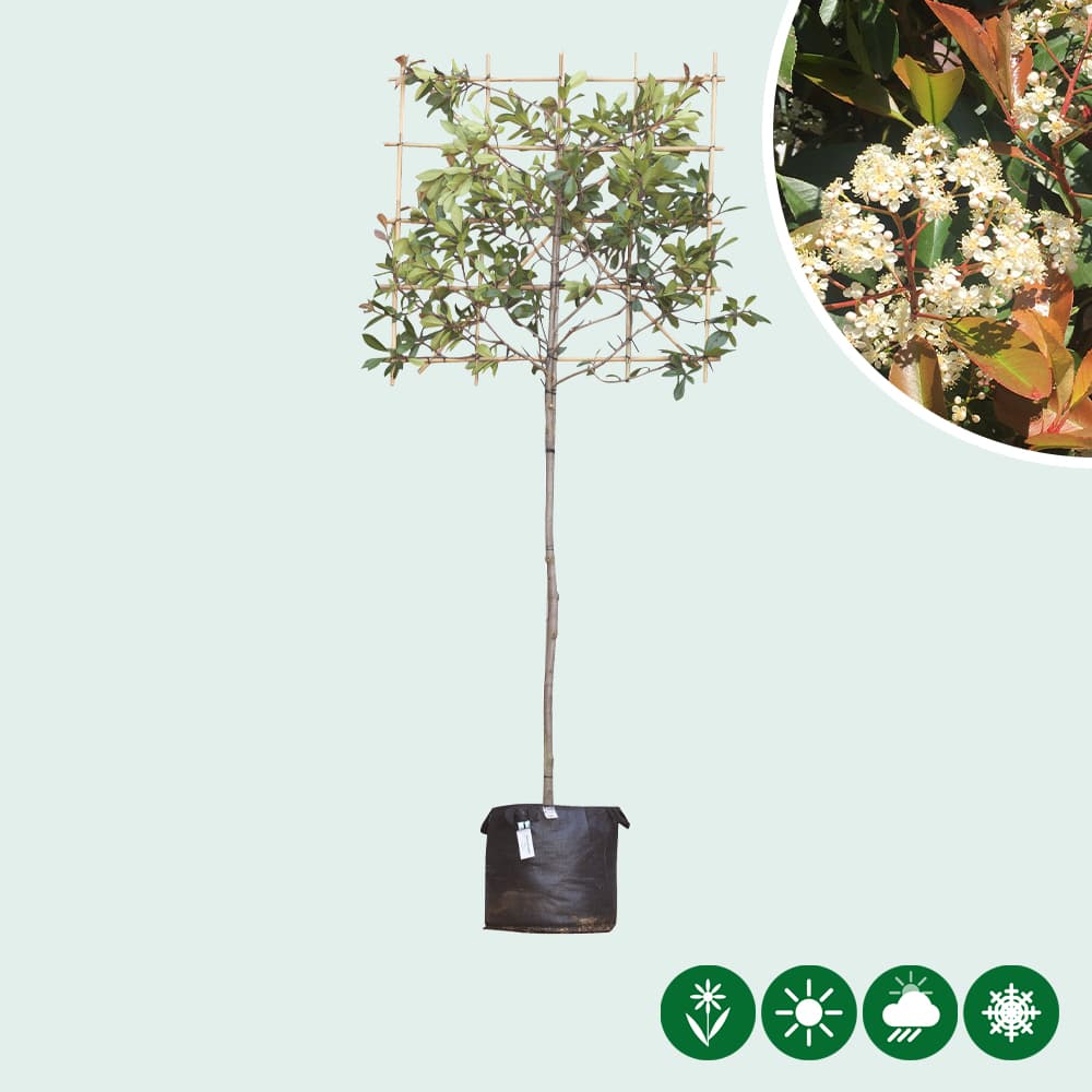 Glanzmispel Spalierbaum