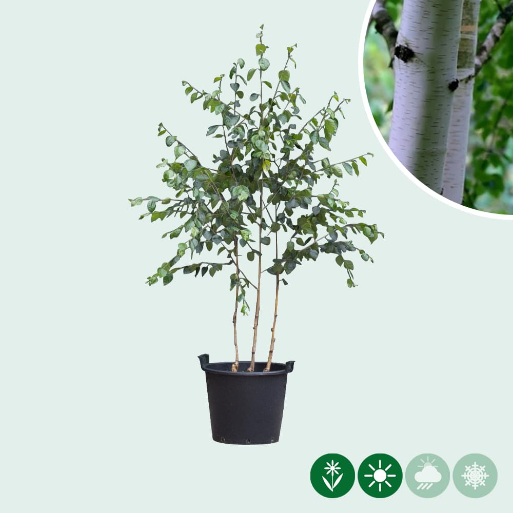 Himalaya-Birke mehrstämmig