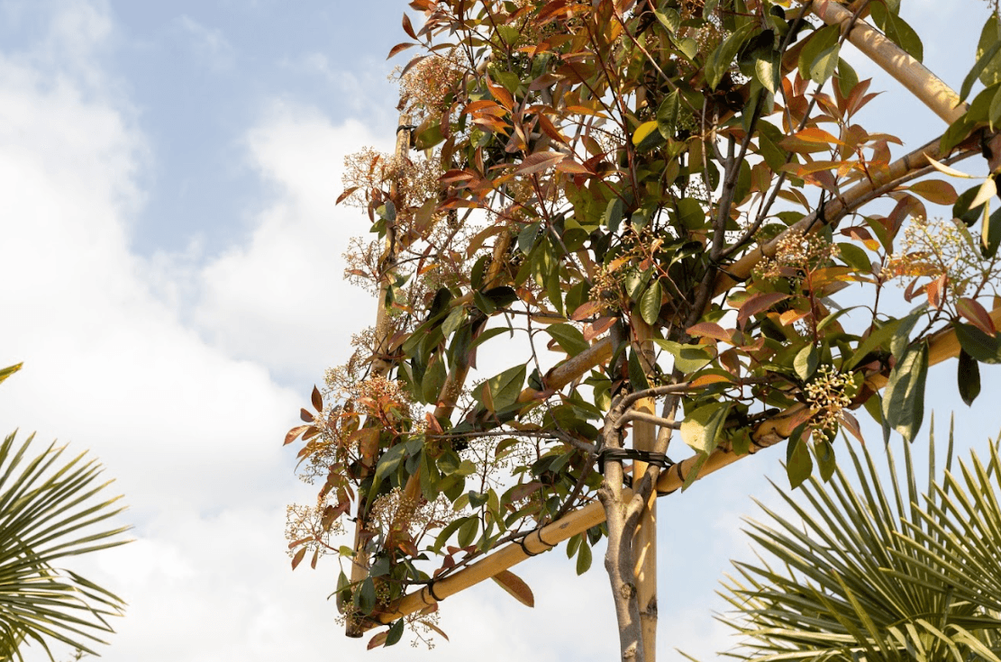 Spalierbäume für jeden Garten