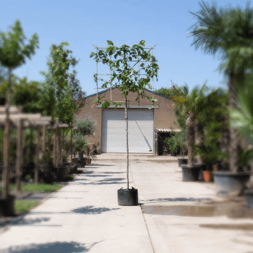 Was ist die richtige Spalierbaume höhe für Ihren Garten?