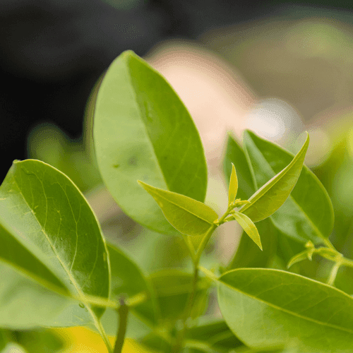 Beschneiden von Spalierbäumen