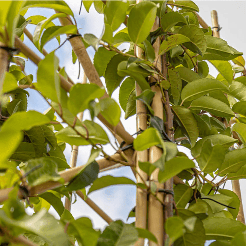 Beschneiden des Lorbeers als Spalier