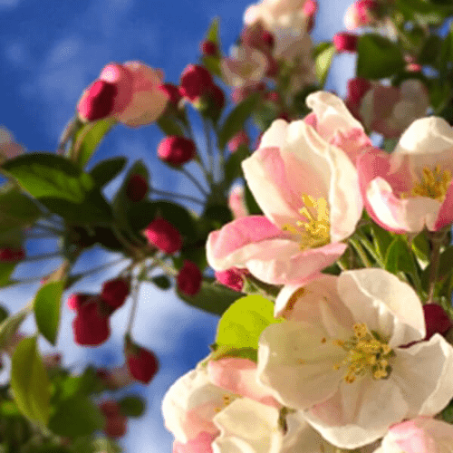 Blühende Spalierbäume